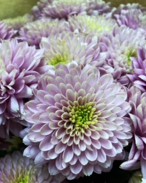 季節のお花たちです♪|「はなおか生花店」　（神奈川県茅ヶ崎市の花屋）のブログ